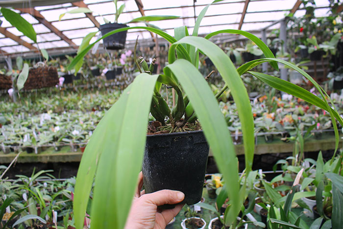 Encyclia radiata.jpg