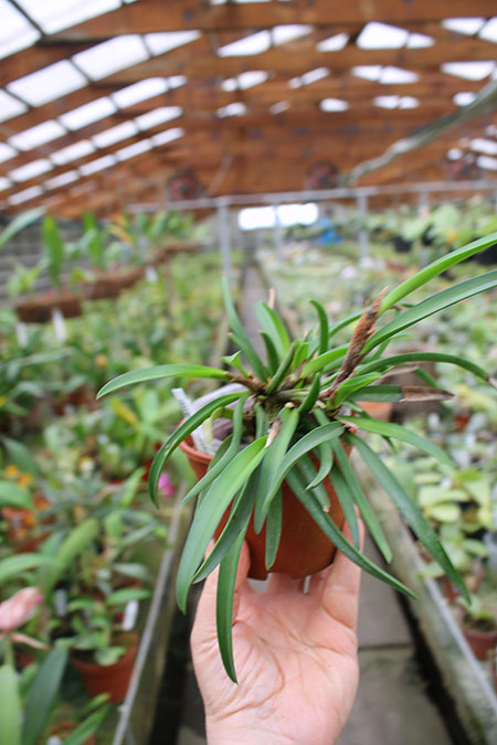 Ceratostylis rubra.jpg