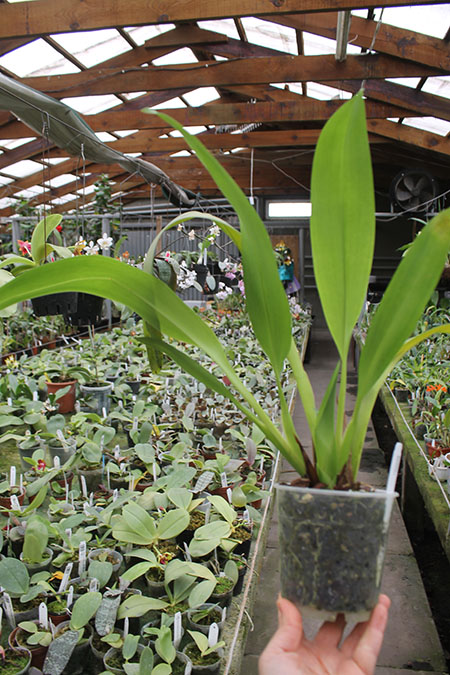 Maxillaria fractiflexa.jpg