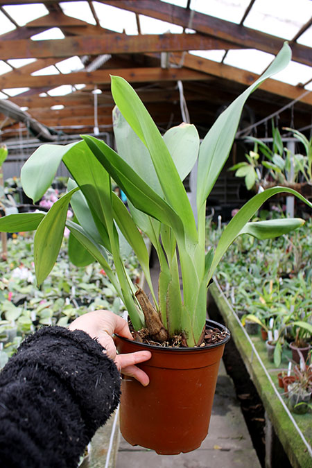 Maxillaria platypetala.jpg