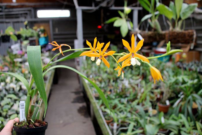 Epidendrum vitellinum x tripunktatum x semialperta.jpg
