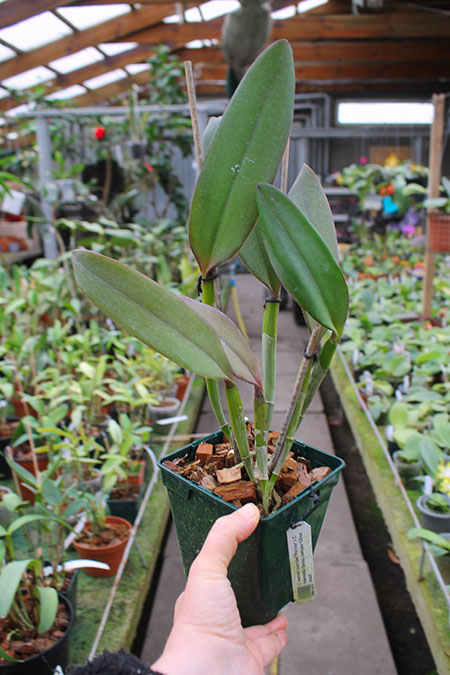 Cattleya warneri coerulea 'Porcina' x Cattleya intermedia flamea coerulea 'Olhos Azuis'.jpg