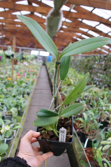 Cattleya amethystoglossa coerulea 'Vinho' x coerulea 'Caliman'.jpg