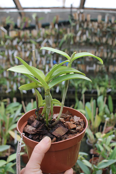 Cattleya intermedia var irrorata.jpg