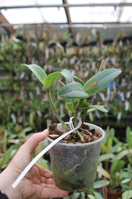 Cattleya intermedia vinho punctatissima x SELF.jpg