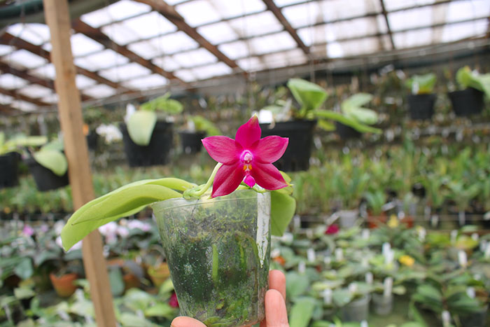 Phalaenopsis LD's Bear Queen x Jennifer Palermo.jpg