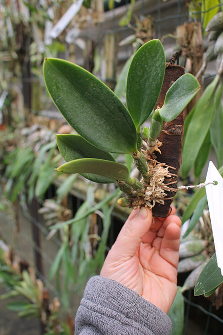 Laelia jongheana alba.jpg