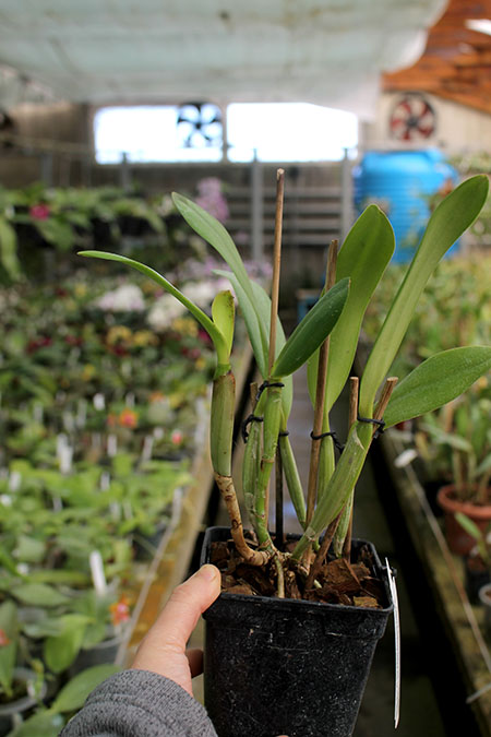 Cattleya lueddemanniana rubra x lueddemanniana escura.jpg