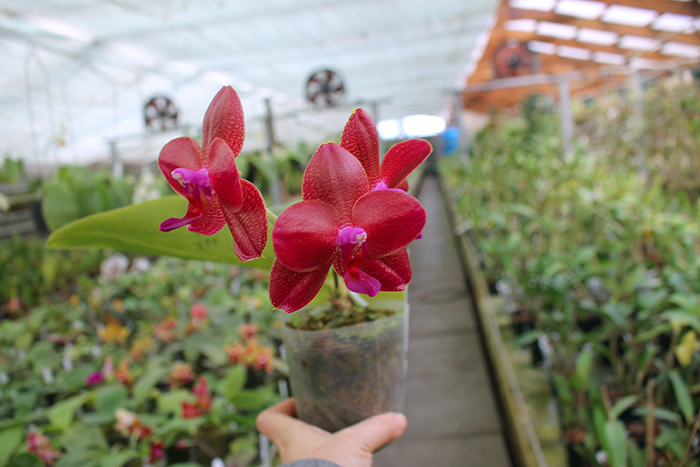 Phalaenopsis Mituo Sun 'Mituo #1' x Ld's Bear King 'YK-14'.jpg