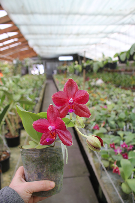 Phalaenopsis Mituo Sun 'Mituo #1' x Ld's Bear King 'YK-14'.jpg