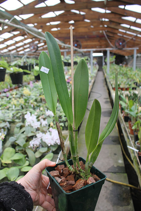 Brassolaeliocattleya Chunyeah x Brassavola digbyana.jpg