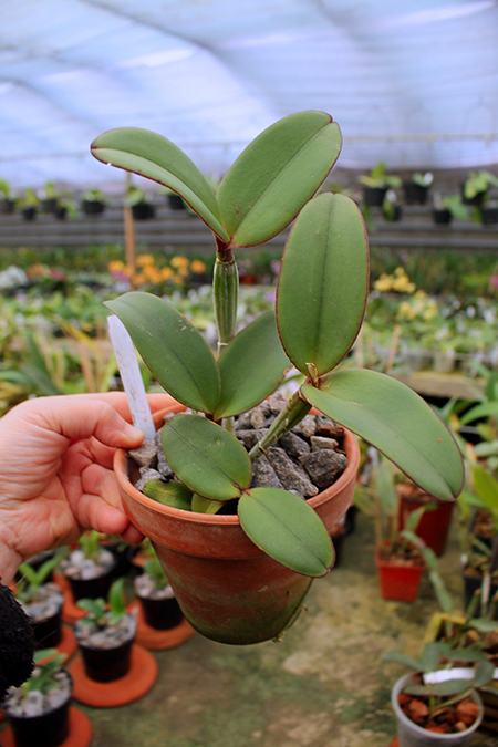 Cattleya schilleriana 'Formosinha' x 'Guarapari'.jpg