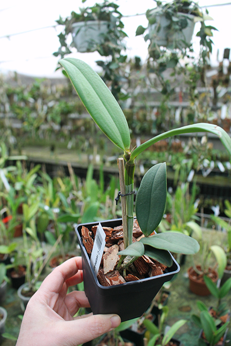 Cattleya velutina aurea x self.jpg