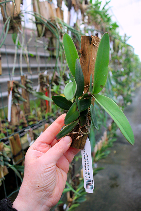 Cattleya aclandiae aurea 'Luiza' x albescens 'Caliman'.jpg