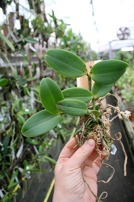Cattleya aclandiae escura 'Oxiente' x self.jpg
