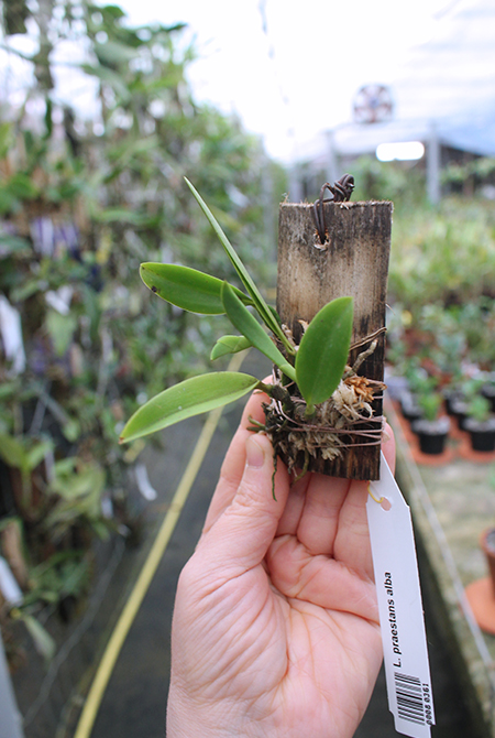 Laelia praestans alba.jpg