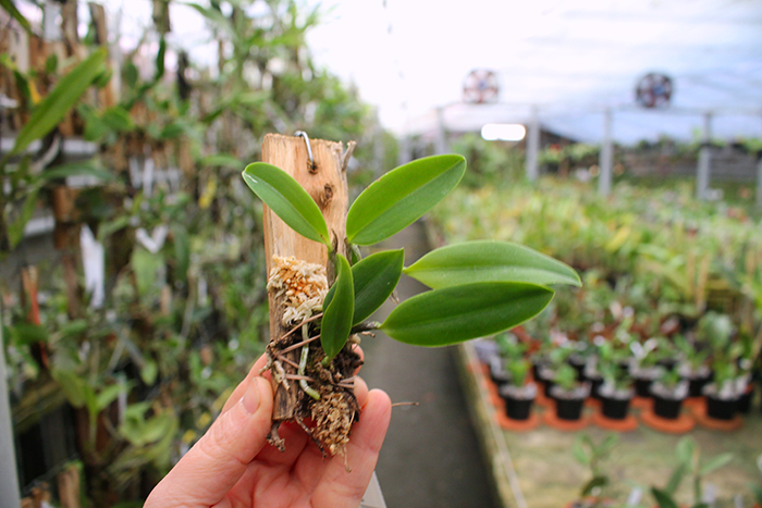 Laelia alaori albescens.jpg