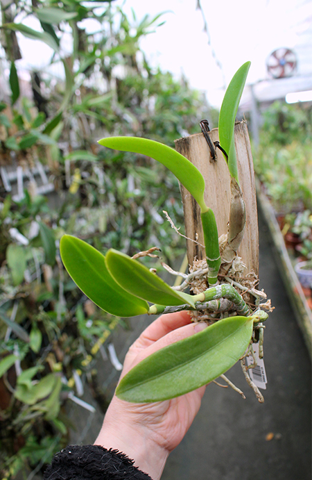 Laelia pumila coerulea.jpg