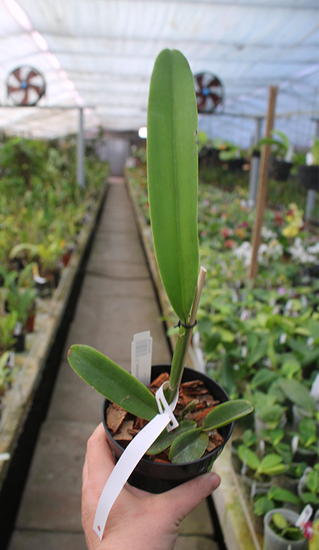 Cattleya maxima 'Alice' x self.jpg