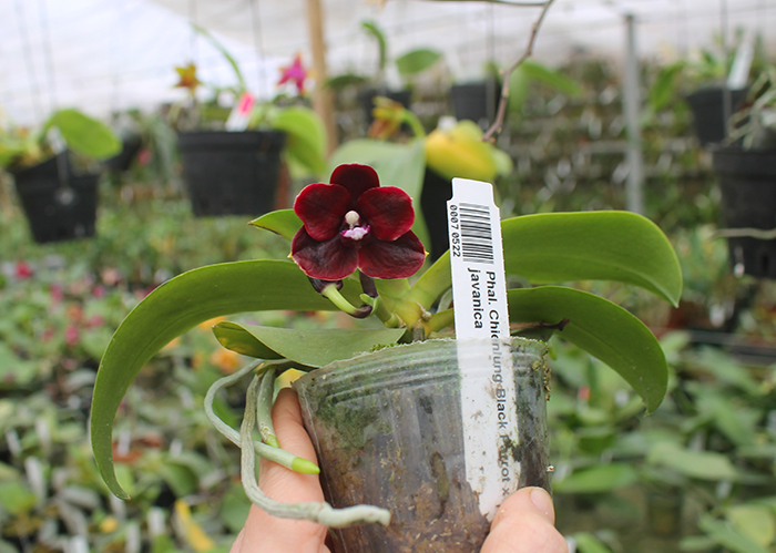 Phalaenopsis Chienlung Black Parrot x javanica.jpg
