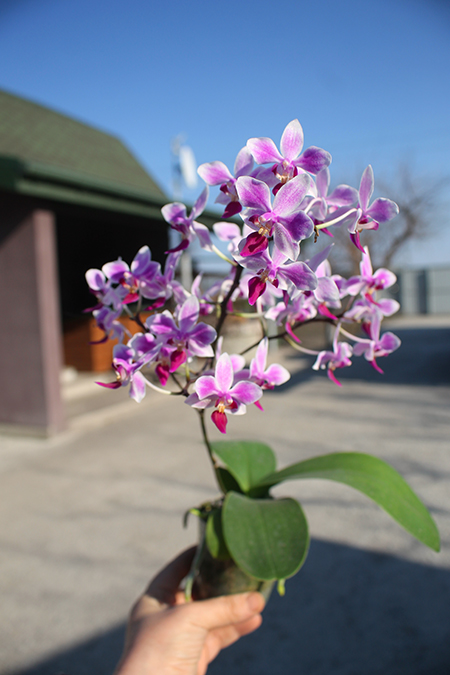 Phalaenopsis Rainbow Chip.jpg