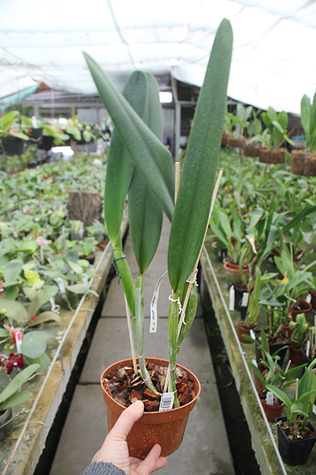 Laelia purpurata werkhauseri striata x SELF.jpg