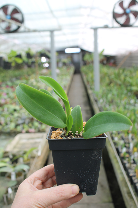 Cattleya araguaiensis.jpg