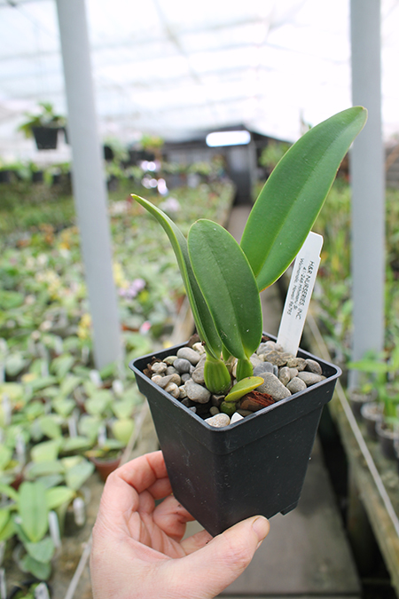 Cattleya gaskelliana coerulea 'Blue Dragon'.jpg