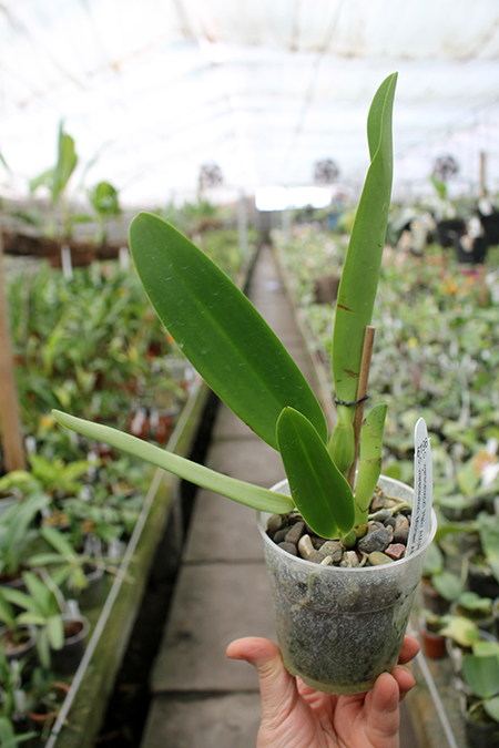 Cattleya warscewiczii ('Halo' x 'Michael').jpg