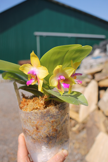 Phalaenopsis LD's Bear King 'YK-14' x Miro Super Star.jpg