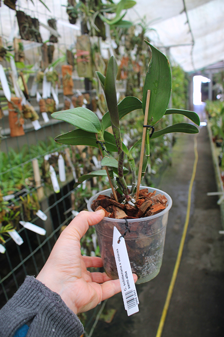Cattleya schilleriana x violacea semi-alba.jpg