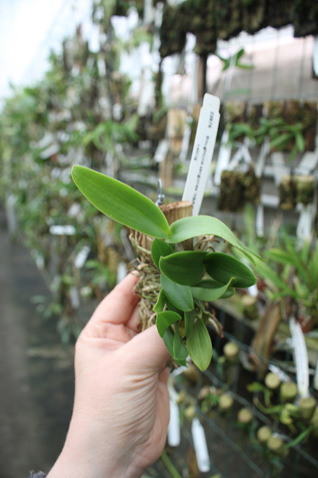 Broughtonia sanguinea 'H&R Star Splash'.jpg