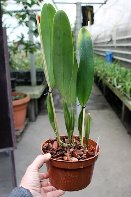 Cattleya mendelii.jpg