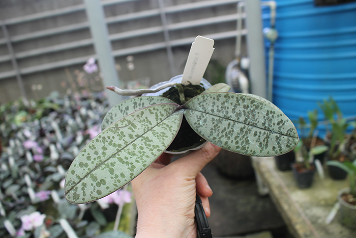 Phalaenopsis schilleriana silver leaves.jpg