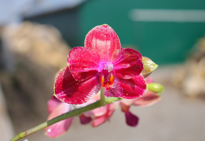 Phalaenopsis Mituo Sun 'Mituo #1' x Ld's Bear King 'RK-1'.jpg