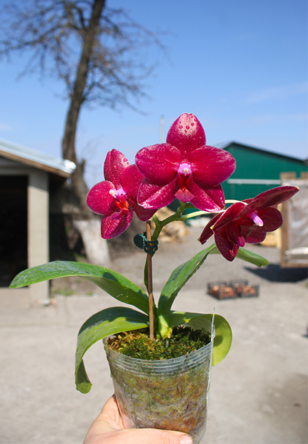 Phalaenopsis Mituo Sun 'Mituo #1' x Ld's Bear King 'RK-1'.jpg