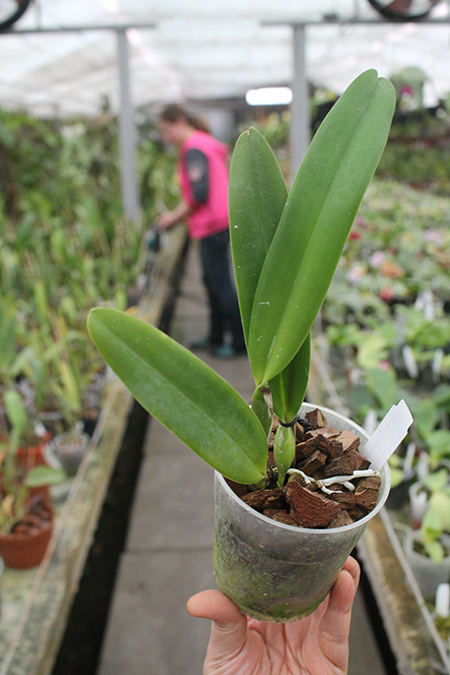 Cattleya schroederae.jpg