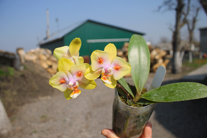 Phalaenopsis (Brother Sara Gold x Chiada Spark) 'ES'.jpg