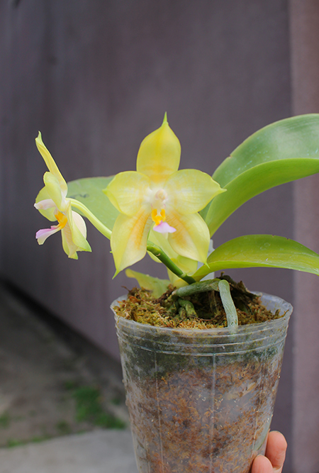 Phalaenopsis LD's Bear King 'YK-14' x Miro Super Star.jpg
