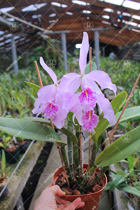 Cattleya maxima.jpg