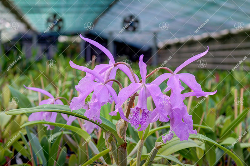 Cattleya maxima.jpg