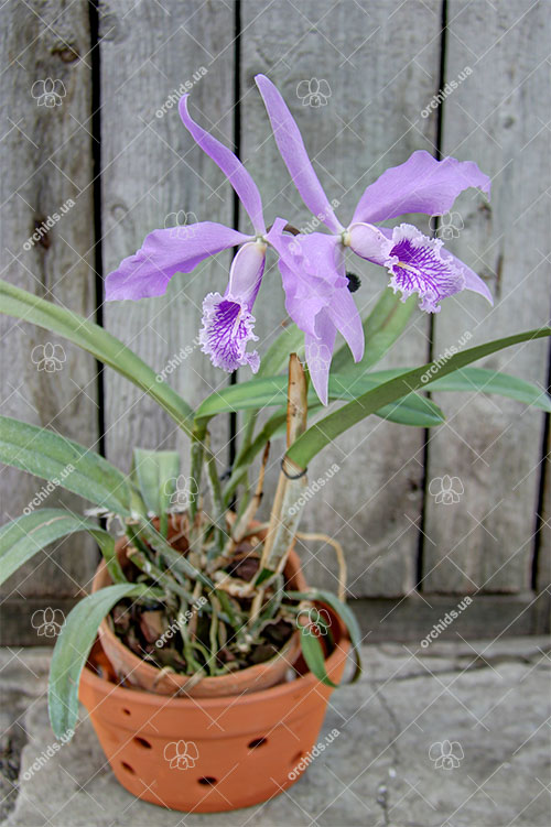 Cattleya maxima.jpg