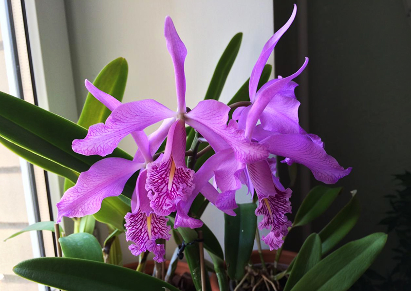 Cattleya maxima (Z-521) x maxima rubra (Z-456).jpg