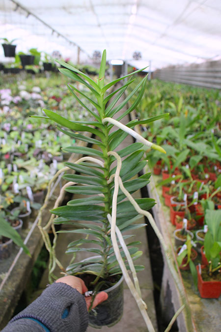 Christensonia vietnamica x Renanthera philippinensis.jpg