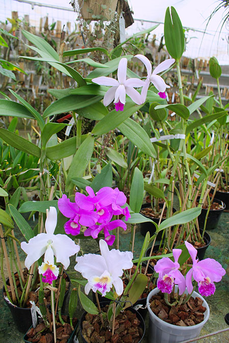 Cattleya species.jpg