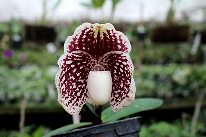 Paphiopedilum godefroyae P645.jpg