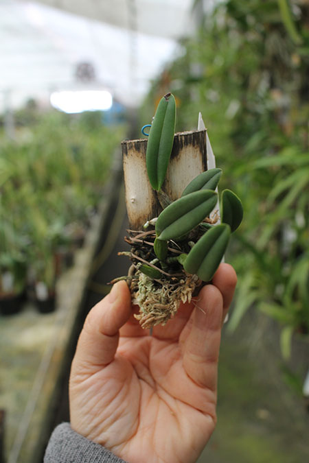 Cattleya luteola (GC 4N x H&R 4N).jpg