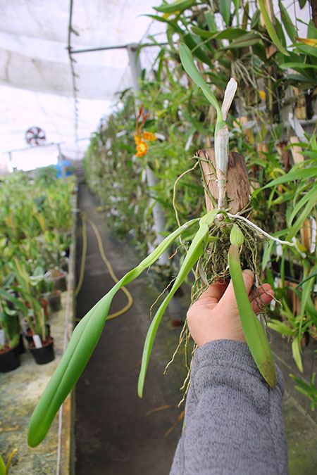 Cattleya luteola.jpg