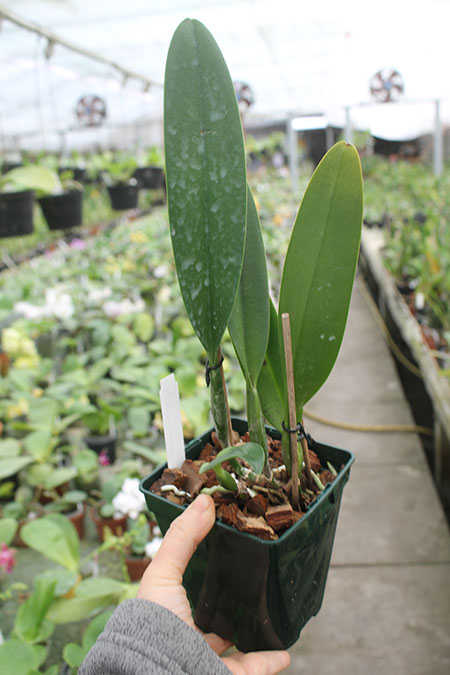 Brassolaeliocattleya Pastoral Innocence.jpg