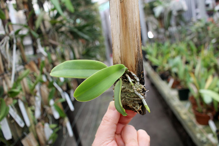 Cattleya dowiana x self (Rosita type).jpg